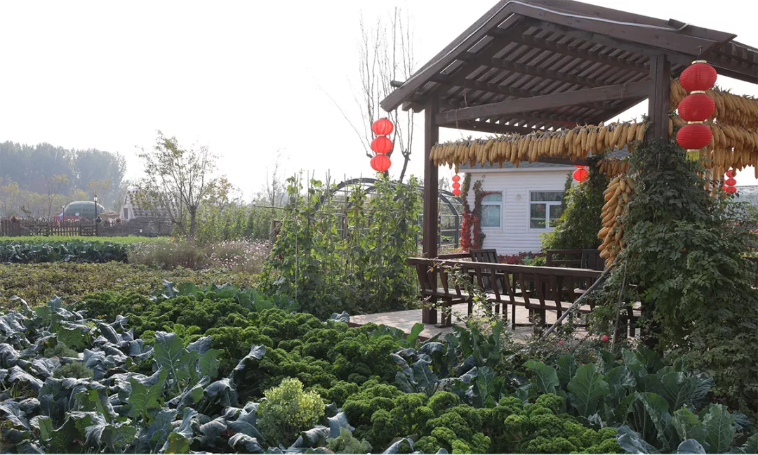 鄉(xiāng)村振興課題（五）丨鄉(xiāng)村振興項(xiàng)目操盤要點(diǎn)之農(nóng)業(yè)產(chǎn)業(yè)園篇——走進(jìn)西姜寨愛思嘉現(xiàn)代農(nóng)業(yè)產(chǎn)業(yè)園