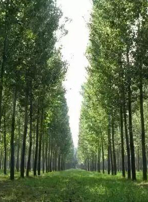 南樂縣國家儲備林基地二期（設(shè)計-采購-施工）EPC項目