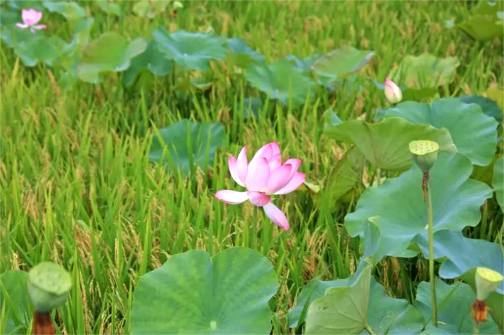 鄉(xiāng)村振興項(xiàng)目調(diào)研 | 全國(guó)鄉(xiāng)村特色產(chǎn)業(yè)億元村河南省焦作市武陟縣馬宣寨村