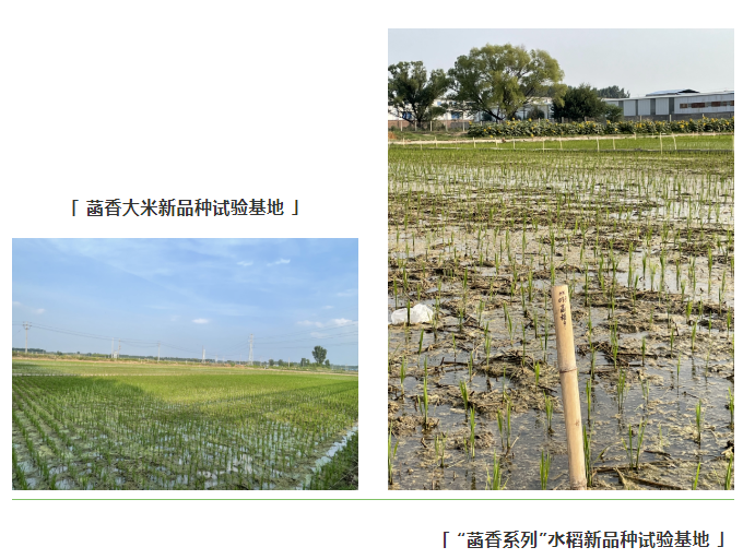 鄉(xiāng)村振興項(xiàng)目調(diào)研 | 全國(guó)鄉(xiāng)村特色產(chǎn)業(yè)億元村河南省焦作市武陟縣馬宣寨村